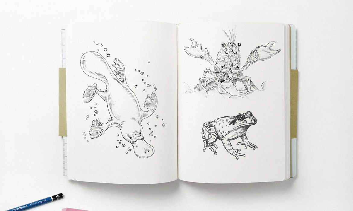 illustration sketchpad mockup frog lobster platypus